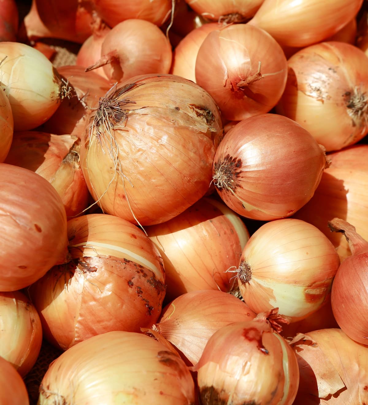 Premium Fresh Yellow Onions for International Export - Grade A Quality